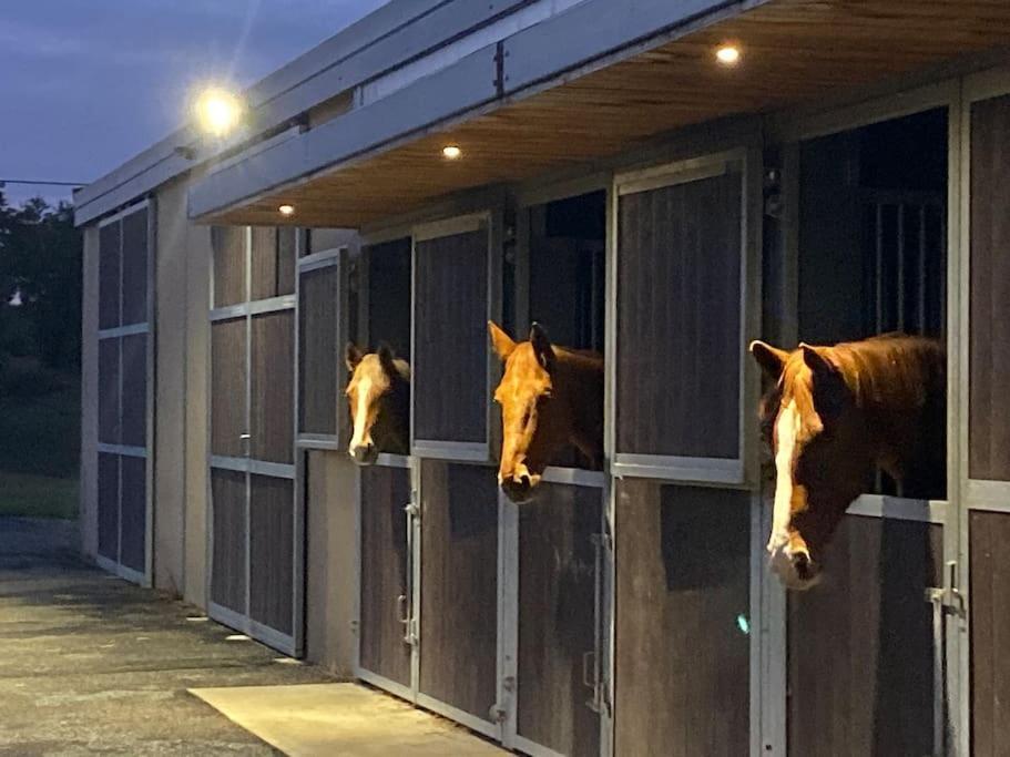 Logement Entier De Charme, Gite Equestre Gers Flamarens Eksteriør bilde